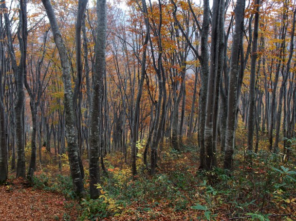 ブナの林内、大分紅葉も進んで晩期です。