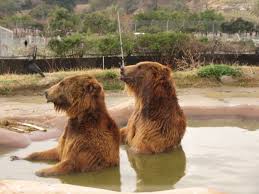 ええ、クマも温泉に入るの？