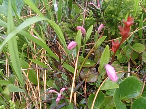 トキソウのつぼみ（小松原湿原には沢山のトキソウが咲きます。）