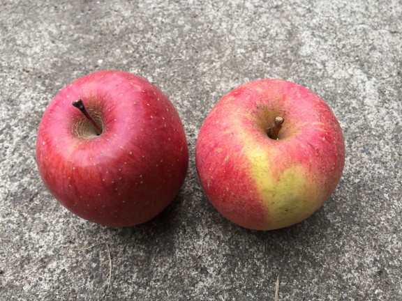 右は普通の栽培 左は葉取らずのリンゴです。