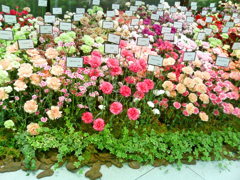 carnation_varieties_-_mothers_day_-ginza