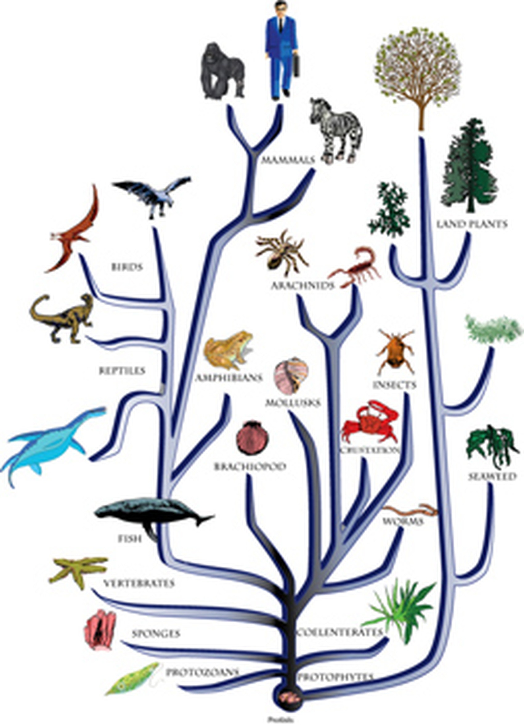 В какой последовательности появлялись животные. Филогенетическое дерево Дарвина. Филогенетическое Древо позвоночных.