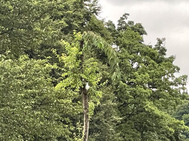 その2接ぎ木成功の山桜